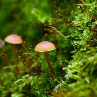 Гриб  Галерина  Моховая :: Геннадий Супрун