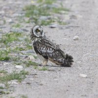 сова болотная-слеток. :: юрий макаров сова болотная-слеток. :: юрий макаров