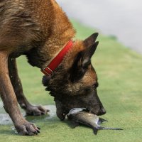 * :: k-e-r-g-u-d-u DM