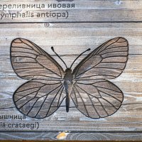 Бабочка :: Валерий Пославский