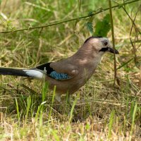 Сойка :: Игорь Сикорский