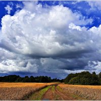 Пшеничное поле. :: Валерия Комова