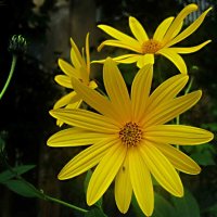 ***** :: Елена Семигина ***** :: Елена Семигина