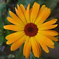 Солнышко :: Елена Семигина Солнышко :: Елена Семигина