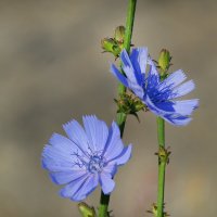 Цикорий :: Надежда Куркина 