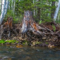 Река Куштумга. :: Алексей Трухин