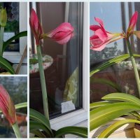 Амариллис от рождения до цветения. :: ИРЭН@ . Амариллис от рождения до цветения. :: ИРЭН@ .