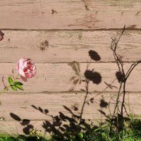 Бутон розы тени :: Любимова Ольга 