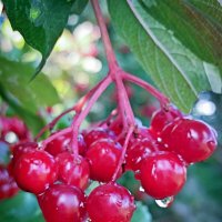 Калина :: Светлана Кузнецова