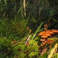 ***** :: юрий поляков