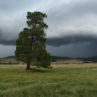 Перед грозой :: Марина Фомина.