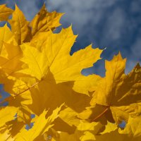 Скоро осень... :: Андрей Пристяжнюк