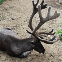 Северный олень :: Любовь ***