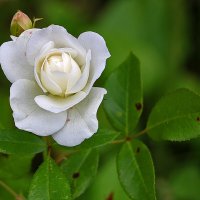 *** :: Светлана 