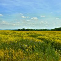У августа свои дороги :: Галина Шеина-Мюльдорфер