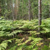 Лесные контрасты :: Денис Бочкарёв