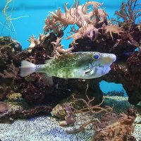 На дне морском. :: Ирина Соловьёва На дне морском. :: Ирина Соловьёва