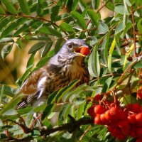 рябинник :: gawrilа - dan