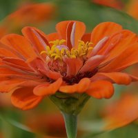 Изящная цинния! :: Валентина  Нефёдова 