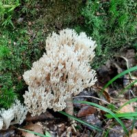 Про грибы :: Наталья Герасимова