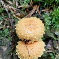 Про грибы :: Наталья Герасимова