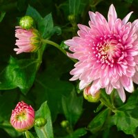 Хризантемы на клумбах - напоминание о скорой осени. :: Милешкин Владимир Алексеевич 