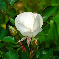 Белая роза символ чистоты, невинности, любви и благовония. :: Милешкин Владимир Алексеевич Белая роза символ чистоты, невинности, любви и благовония. :: Милешкин Владимир Алексеевич