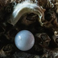 ЖЕМЧУЖИНА - 100 млн. лет ! :: Валерий Кокорев