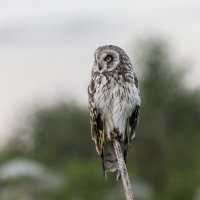 сова болотная :: юрий макаров