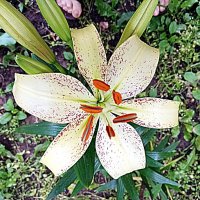 Цветы. :: Владимир Драгунский Цветы. :: Владимир Драгунский