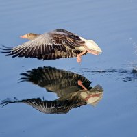 ***** :: Андроник Александр 