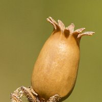 Растение :: Андрей Пристяжнюк