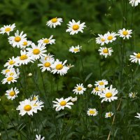 Лето в Ботаническом... Июнь. :: Наташа *****