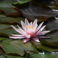 Лето в Ботаническом... Июнь. :: Наташа *****