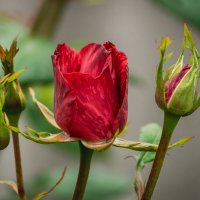 Роза :: Игорь Сикорский