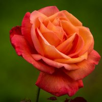 Роза :: Игорь Сикорский Роза :: Игорь Сикорский