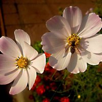 Космеи :: Елена Семигина