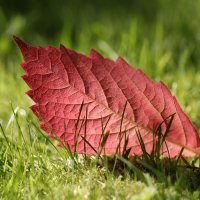 Скоро осень :: Oleg S