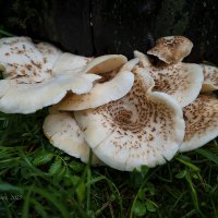 Пилолистник тигровый :: Александр Синдерёв