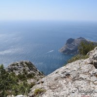 Природа Крыма :: Amazing Cosmea