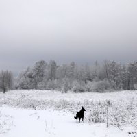 После снегопада :: Oleg S После снегопада :: Oleg S