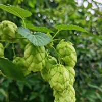 *** :: Любимова Ольга 