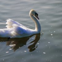 Лебедь-шипун :: Владимир Максимов Лебедь-шипун :: Владимир Максимов