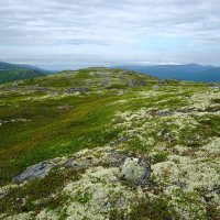 Ягелевый ковер :: Ольга Чистякова