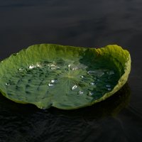 капельки :: Елена 