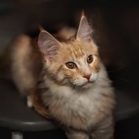 Лёва :: Елена 