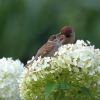 Приём пищи.... :: владимир 