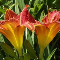 Лилейники :: Freddy 97