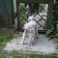 Гулять пойдёшь? :: Freddy 97