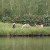 лошади на другой стороне пруда :: fogmeadowww m